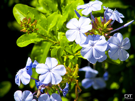 flowers-bahamas flowers bahamas The Photograph That Made Me Fall In Love With Photography